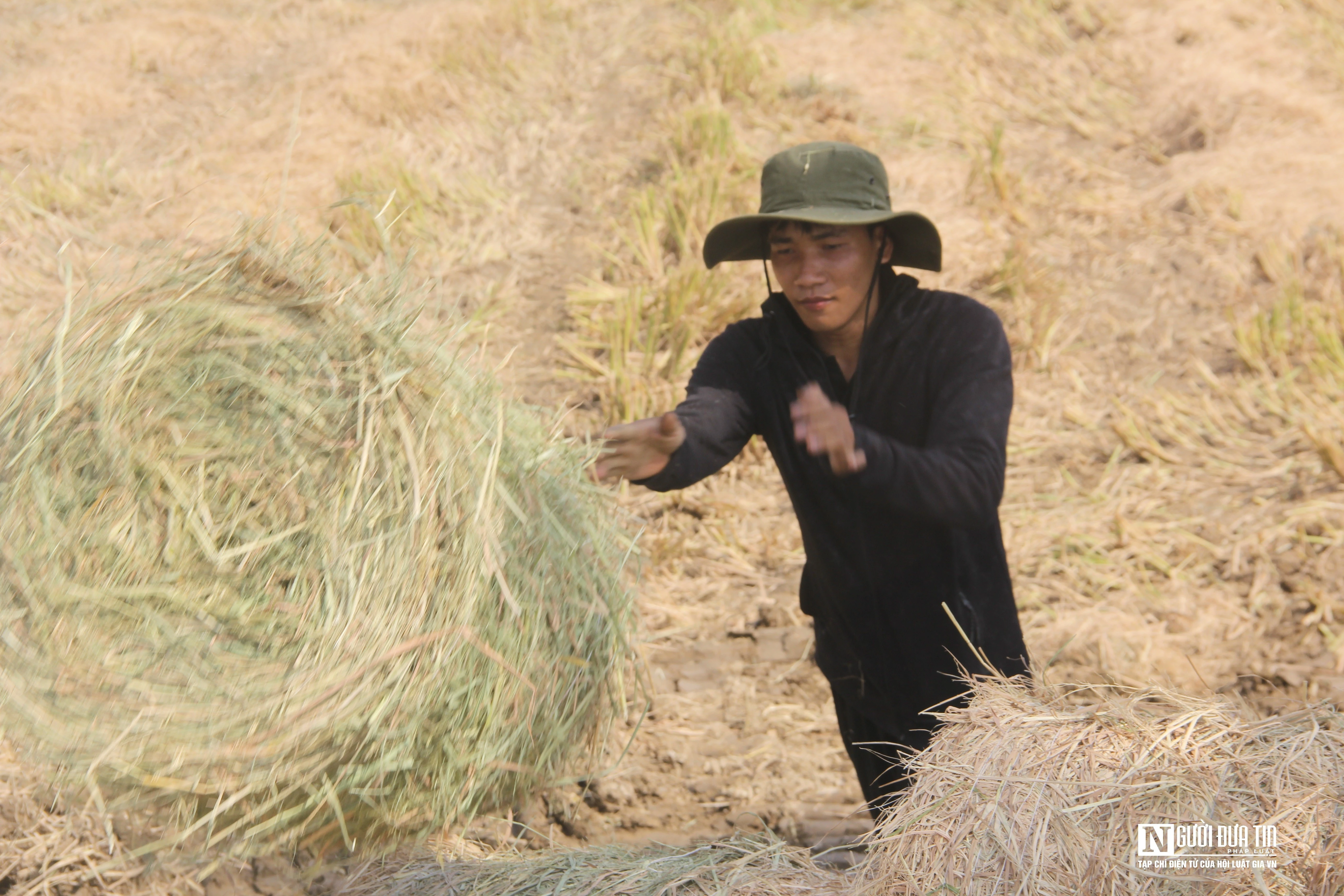 Kiếm tiền triệu mỗi ngày nhờ gom rơm dưới nắng 40 độ C