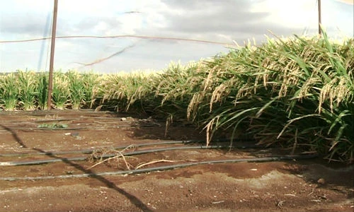 Kinh nghiệm chống hạn hữu hiệu của Israel