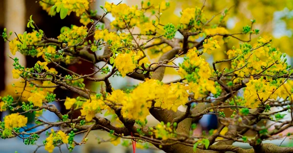 Tết Quý Mão 2023: Khám phá tuyệt phẩm Hoàng mai Huế