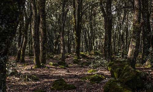 Ảnh: Dân Ma-rốc phá rừng lấy củi “phục vụ”... nhà tắm hơi