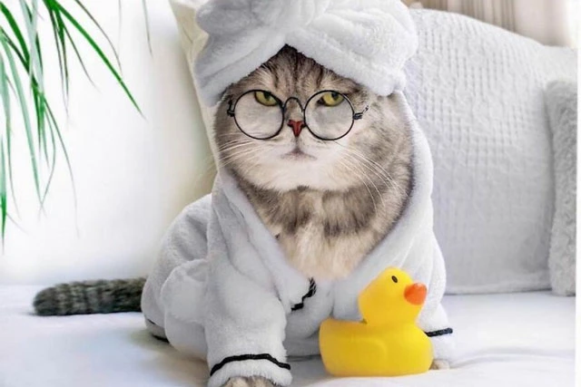 Chú mèo nổi tiếng mạng xã hội với phong cách thời trang sành điệu 