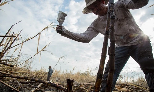 Cuộc sống khốn khó của công nhân chặt mía El Salvador 