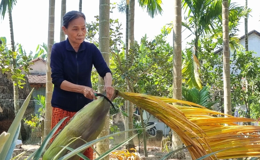 Thứ tưởng chừng bỏ đi bỗng tiểu thương đổ xô thu mua