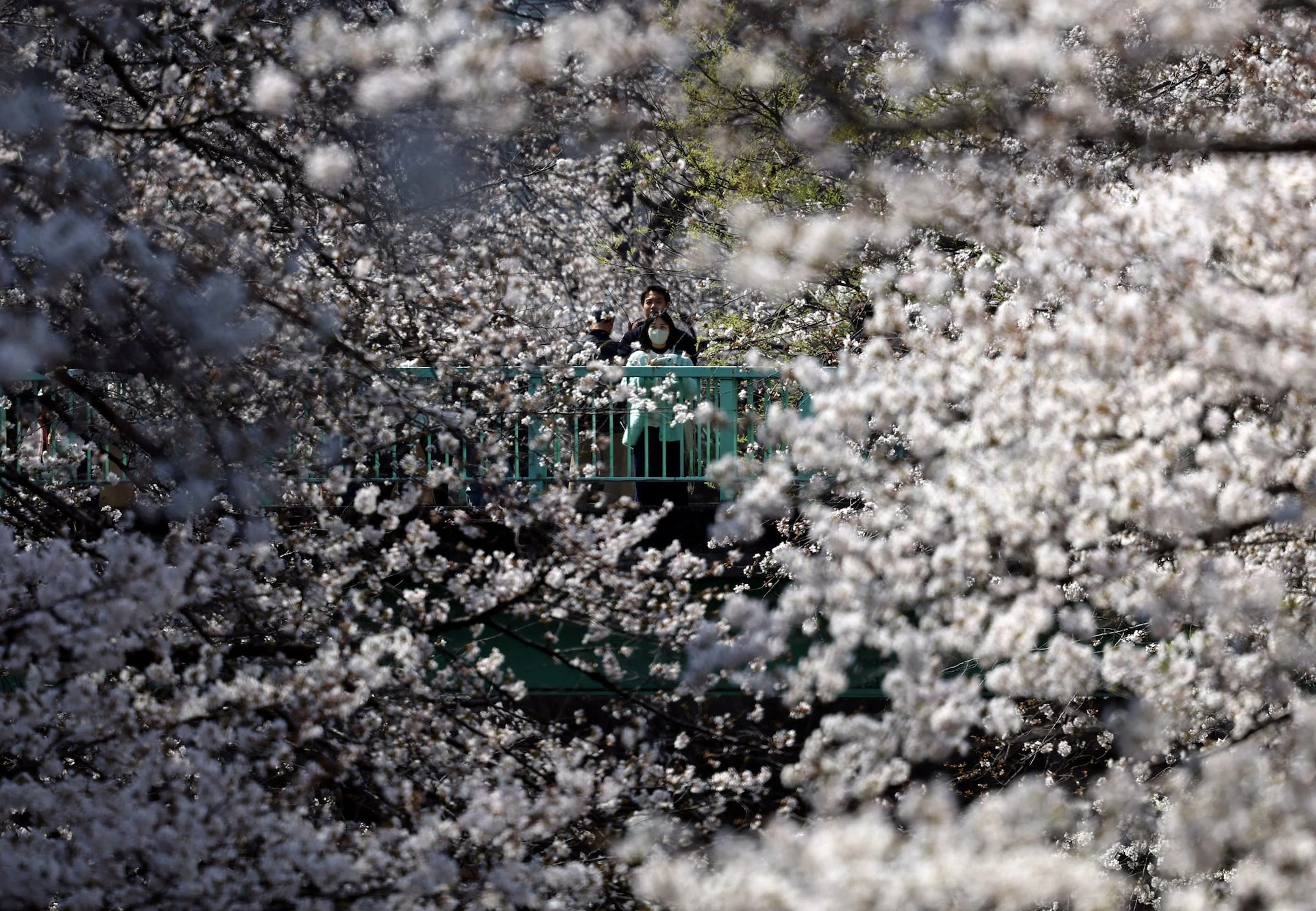 Mê đắm cảnh sắc hoa anh đào nở rộ khắp thế giới