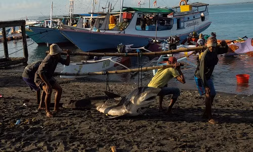 Tận mục cuộc sống của ngư dân Indonesia săn cá mập