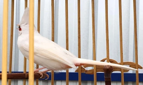 Những chú chào mào bạch tạng 'cực độc' giá hàng trăm triệu