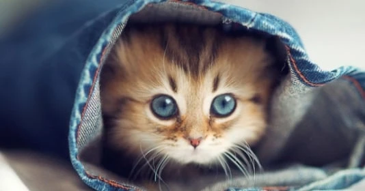 3 con giáp may mắn nhất tháng 2 âm lịch: Bắt trúng cơ hội vàng