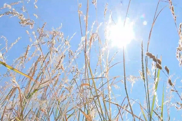 Ảnh: Nắng nóng thiêu đốt Canada, hơn 100 người tử vong