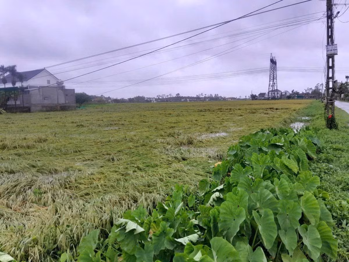 Mưa bão làm ngập 4.443 ha lúa ở Nghệ An