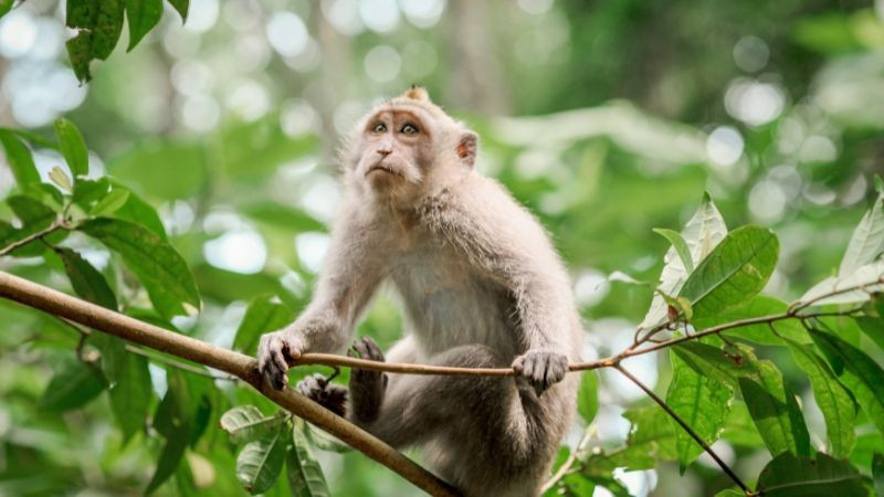  Tuổi Thân: Thông minh lanh lợi, tiền bạc hanh thông. Người tuổi Thân vốn nhanh nhẹn, trí tuệ sắc sảo và giàu sáng kiến. Bước sang tháng 8 âm lịch, sự linh hoạt giúp họ nắm bắt được nhiều cơ hội kiếm tiền.