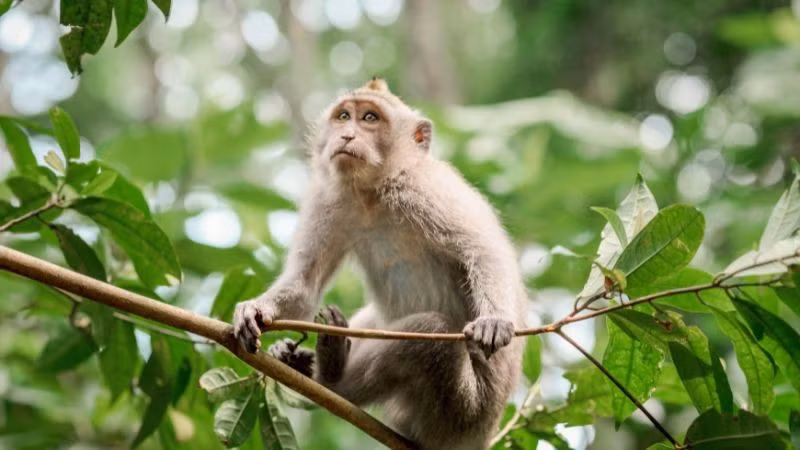  Tuổi Thân: Thông minh lanh lợi, tiền bạc hanh thông. Người tuổi Thân vốn nhanh nhẹn, trí tuệ sắc sảo và giàu sáng kiến. Bước sang tháng 8 âm lịch, sự linh hoạt giúp họ nắm bắt được nhiều cơ hội kiếm tiền.