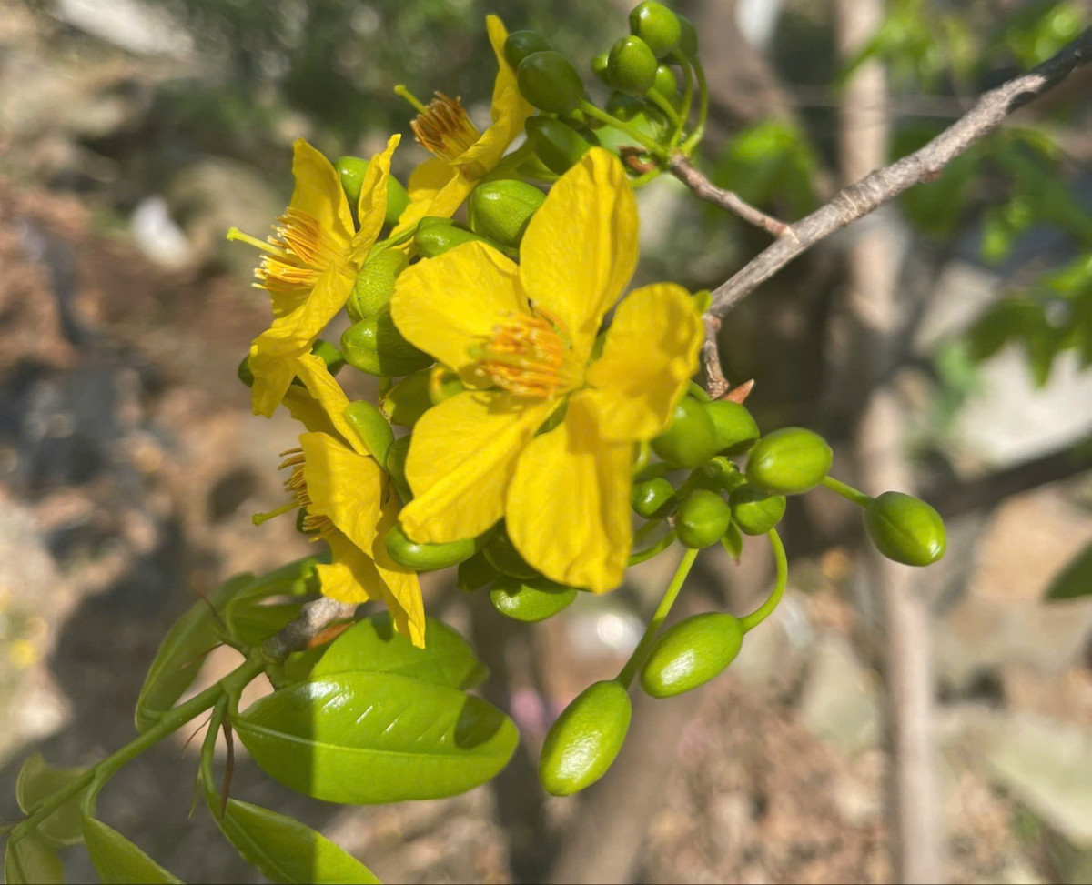 Nhờ mai Tết, cuộc sống người dân ngày càng ổn định hơn, nhiều hộ đã đầu tư mở rộng diện tích, áp dụng kỹ thuật chăm sóc để nâng cao chất lượng sản phẩm.