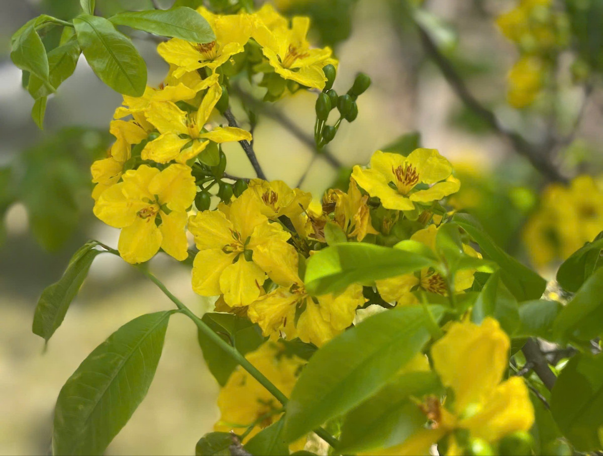 Giữa không gian làng biển mặn mòi gió nắng, mai vàng Kỳ Nam cũ nay là phường Hoành Sơn (Hà Tĩnh) bung nở, mang đến vẻ đẹp dung dị mà cuốn hút, báo hiệu một mùa xuân ấm no, an lành.