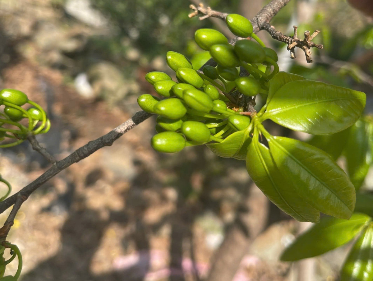 Những cây mai đẹp, nở đúng độ, được khách đặt cọc sớm, giúp người trồng mai yên tâm về đầu ra và có thêm nguồn thu nhập ổn định dịp cuối năm.