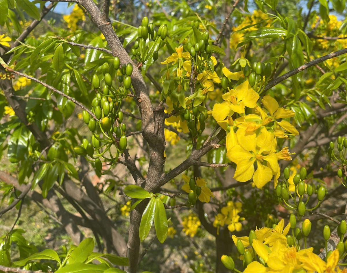 Ông Nguyễn Kim Nam cho biết, năm nay thời tiết khá thuận lợi nên mai phát triển tốt, nụ đều. Gia đình tôi dự kiến xuất bán hơn 100 gốc mai, giá dao động từ vài triệu đến vài chục triệu đồng mỗi cây. Nhờ trồng mai mà kinh tế gia đình ổn định hơn, có thêm thu nhập để lo Tết.