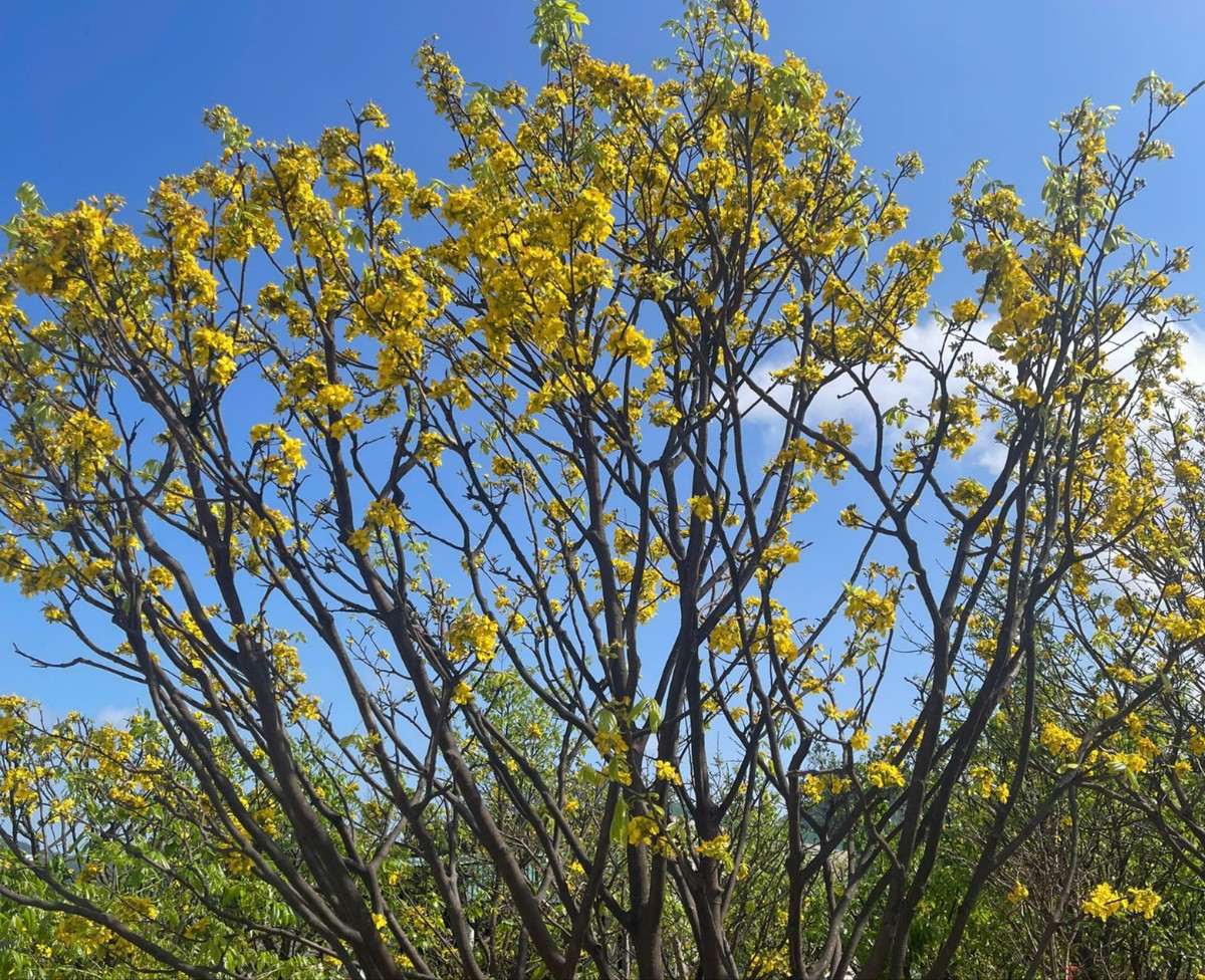 Mai Kỳ Nam vốn nổi tiếng với dáng đẹp, thân chắc, hoa vàng tươi và khả năng nở đúng dịp Tết. Nhờ điều kiện thổ nhưỡng cát pha ven biển cùng kinh nghiệm trồng mai lâu năm của người dân, mai nơi đây ngày càng được thị trường ưa chuộng.