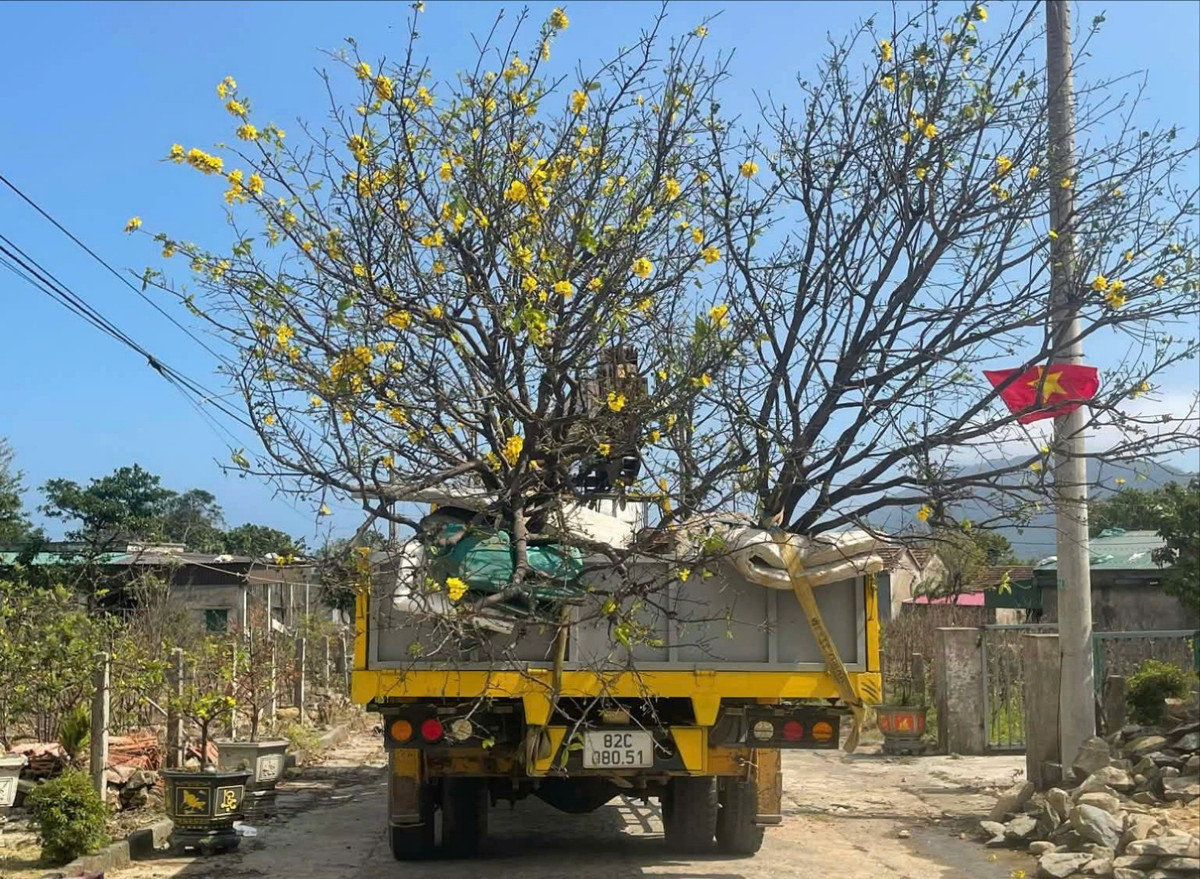 Những chậu mai vàng rực rỡ được vận chuyển đi khắp nơi, mang theo không khí Xuân và niềm hy vọng về một năm mới ấm no, đủ đầy cho người dân địa phương.