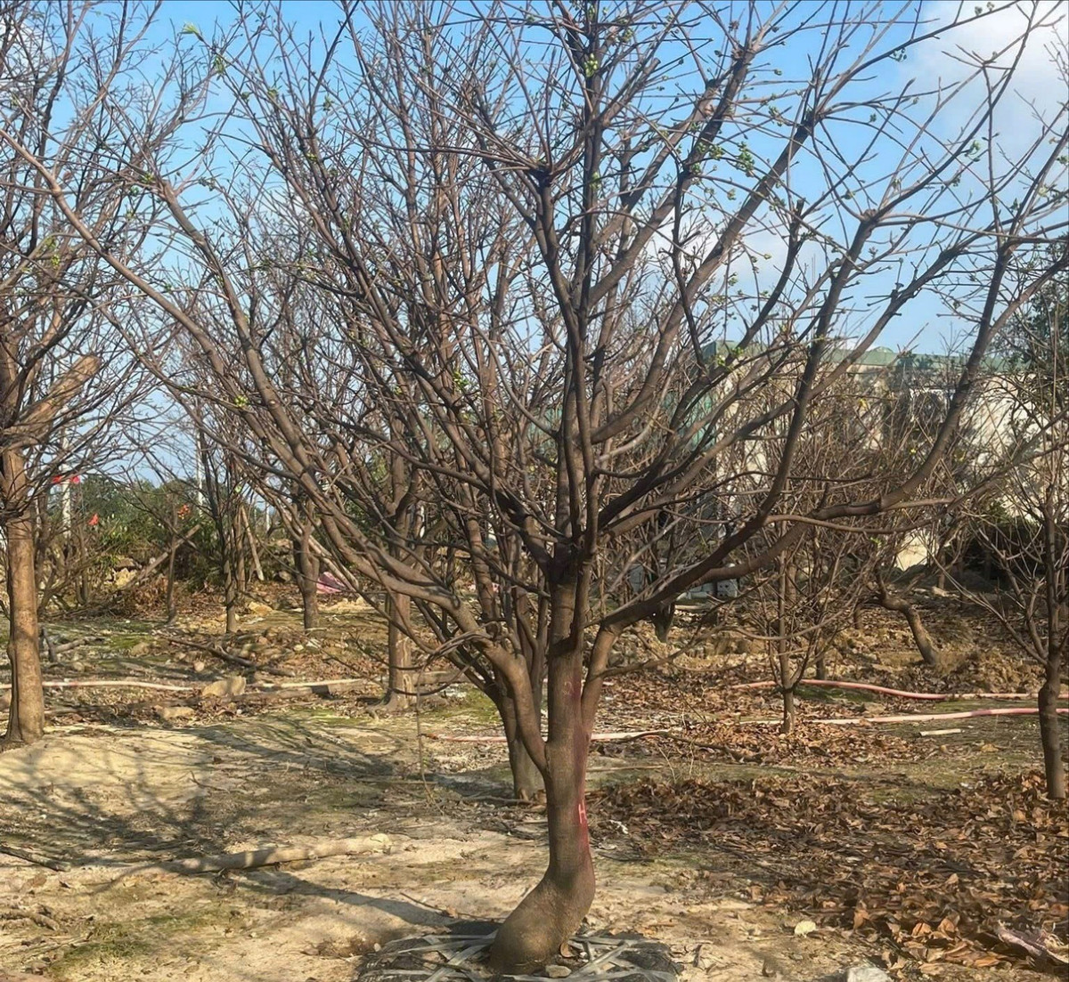 Mai vàng Hoành Sơn từ lâu đã có tiếng và uy tín trên thị trường, những gốc lâu năm có giá từ 10 triệu đến 180 triệu/cây.