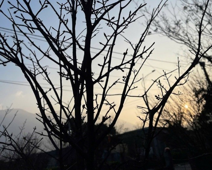 Mai Hoành Sơn thường được trồng trên những vùng đất cát pha, chịu nhiều nắng gió. Nhờ điều kiện tự nhiên khắc nghiệt ấy, cây mai nơi đây có dáng chắc khỏe, thân xù xì, rễ nổi đẹp và hoa vàng tươi, cánh dày, nở đều đúng dịp Tết.