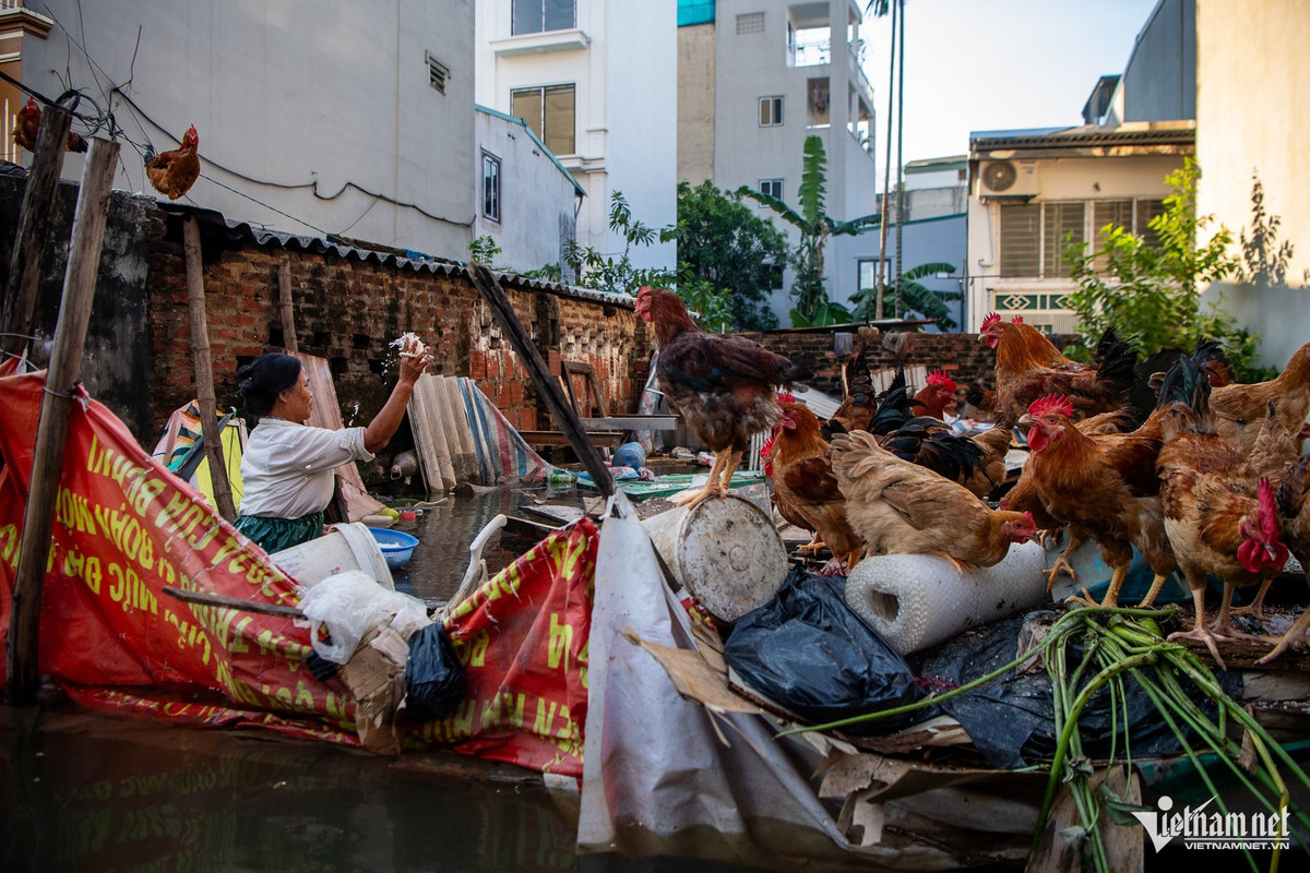 Nhiều hộ gia đình nuôi gia súc, gia cầm phải lội nước nấu cám, cố gắng duy trì đàn gà, vịt để giữ nguồn thu nhập.