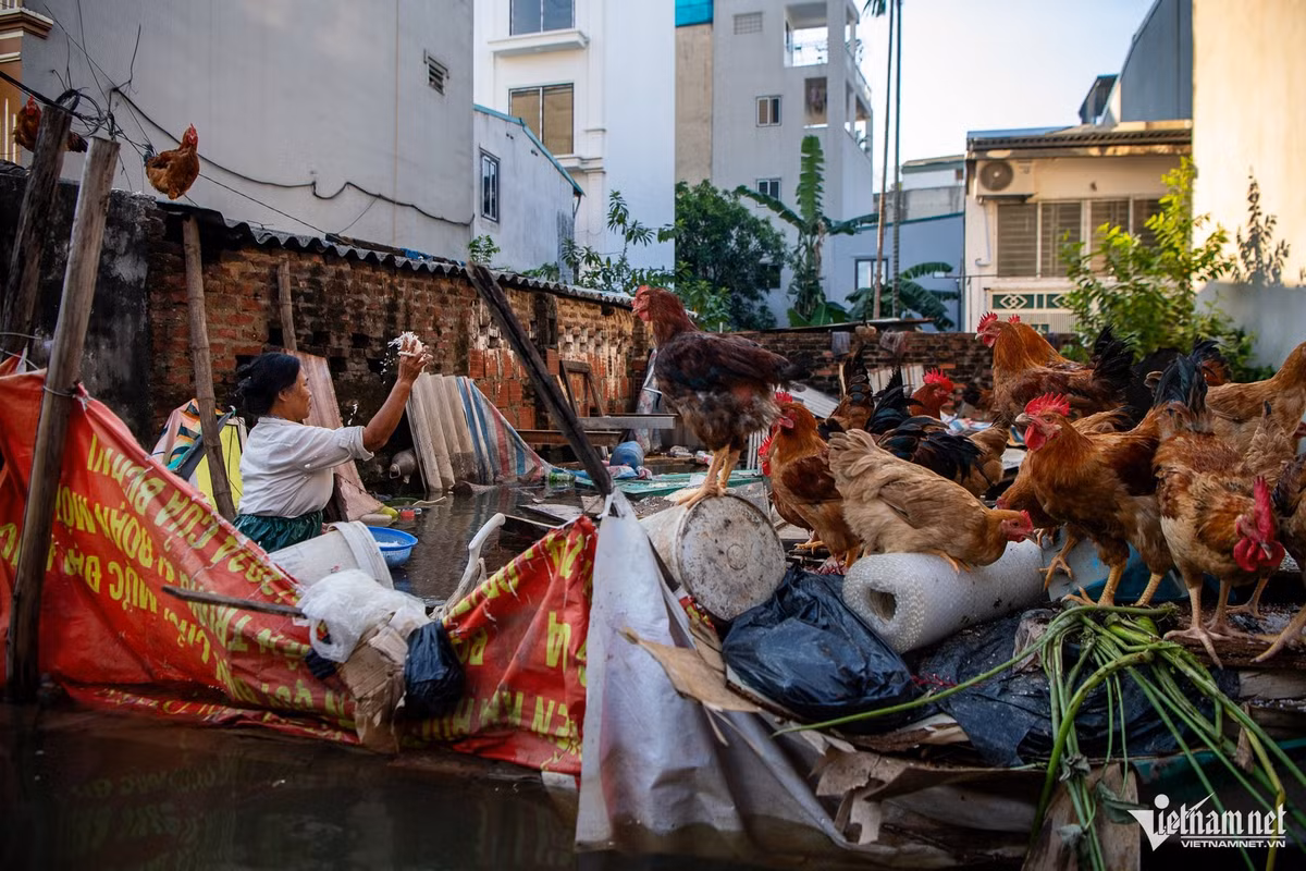 Nhiều hộ gia đình nuôi gia súc, gia cầm phải lội nước nấu cám, cố gắng duy trì đàn gà, vịt để giữ nguồn thu nhập.