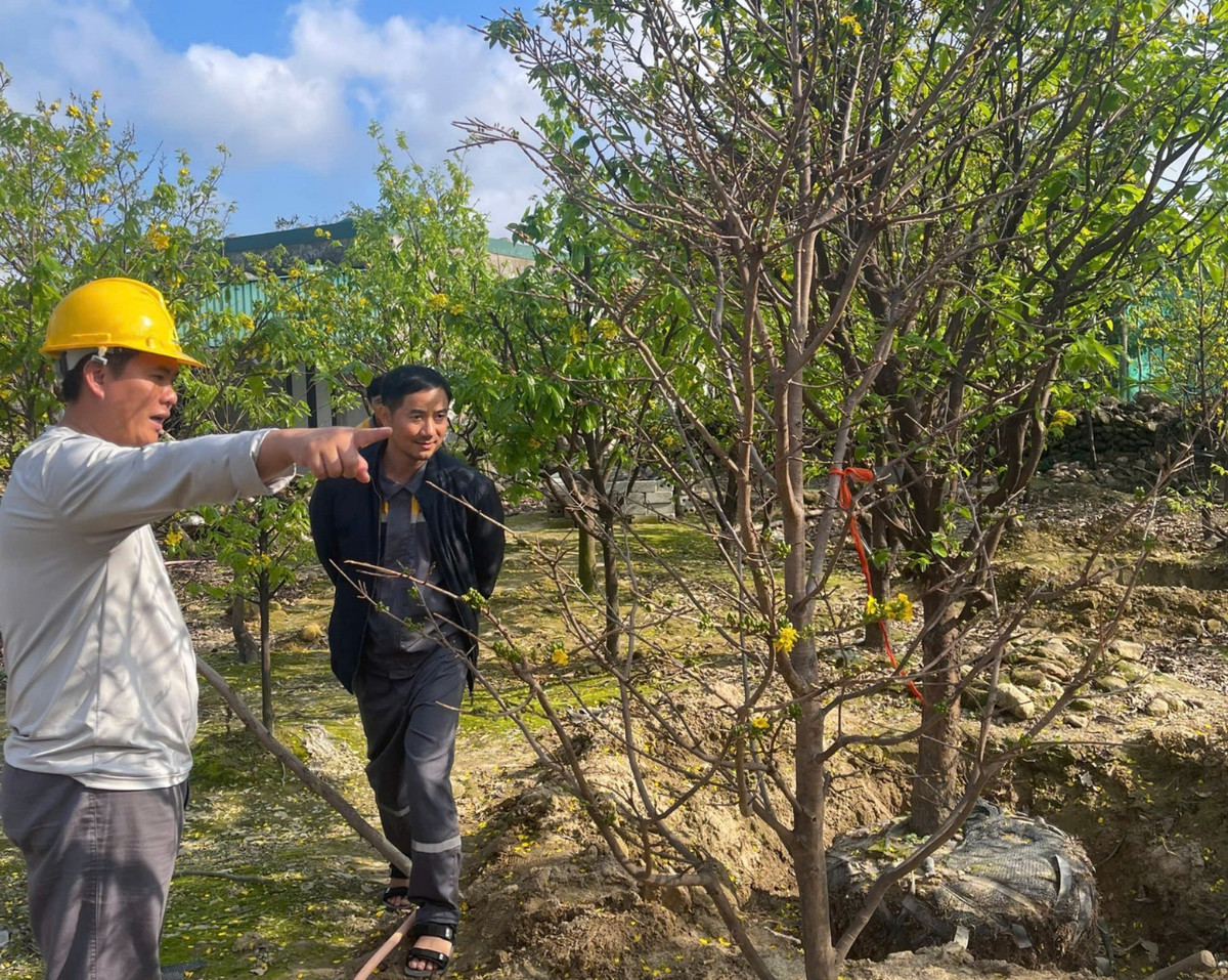 Những cây mai vàng rực rỡ theo chân thương lái đi khắp nơi, mang theo hương vị Tết và tình cảm chân chất của người Hà Tĩnh.