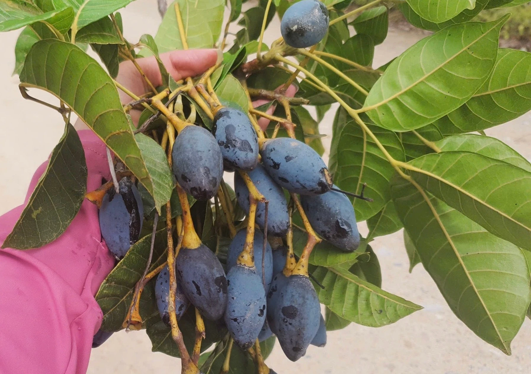 Loại quả ví như 'vàng đen' ở Hà Tĩnh nhộn nhịp vào mùa thu hoạch