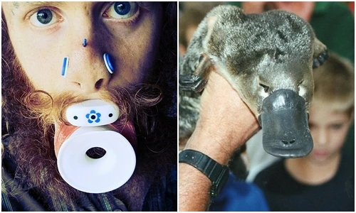 Trai trẻ cuồng phẫu thuật khuôn mặt thành... thú mỏ vịt