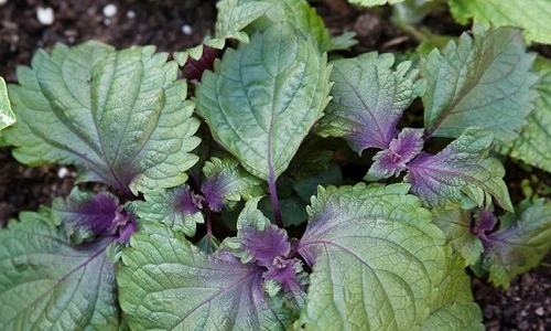 Tác dụng tuyệt vời của tía tô với bà bầu