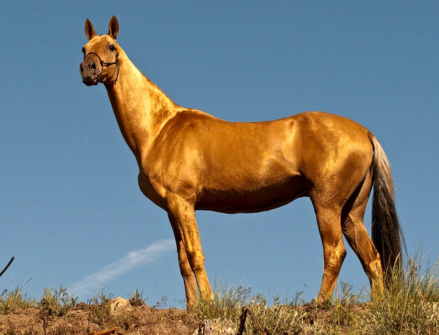 10 giống ngựa quý hiếm nhất thế giới