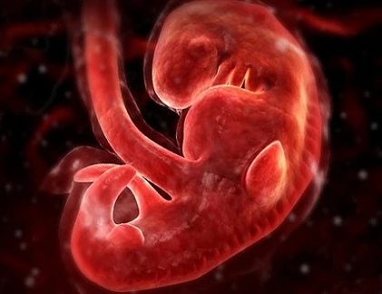 Rõ từng milimet sự lớn lên của thai nhi 4 tuần đầu