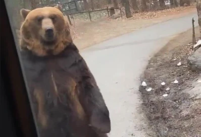 Video: Gấu bị ép đi giống người gây sốc tại Hàn Quốc