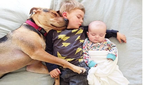 Ảnh đáng yêu của 2 anh em say giấc cùng cún cưng