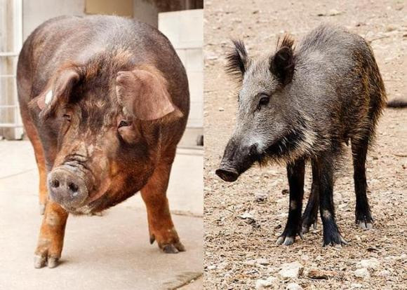 Vì sao rắn độc không giết được lợn? - Hình 7 Vi sao ran doc khong giet duoc lon?-Hinh-7