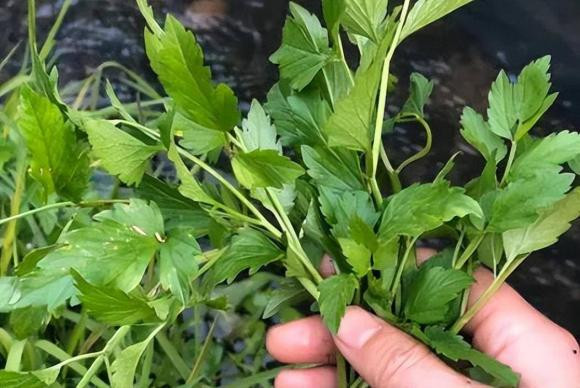 Khi ăn cần tây, tại sao không ăn lá? - Hình 3 Khi an can tay, tai sao khong an la?-Hinh-3