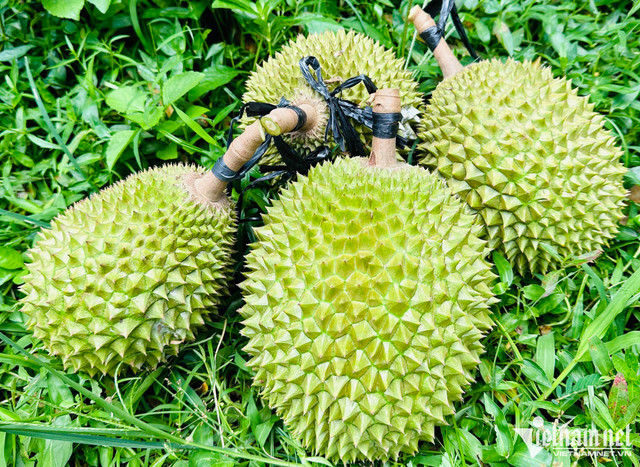 Sầu riêng ngon nhất thế giới trồng tại Việt Nam: 900 nghìn/kg Sau rieng ngon nhat the gioi trong tai Viet Nam: 900 nghin/kg
