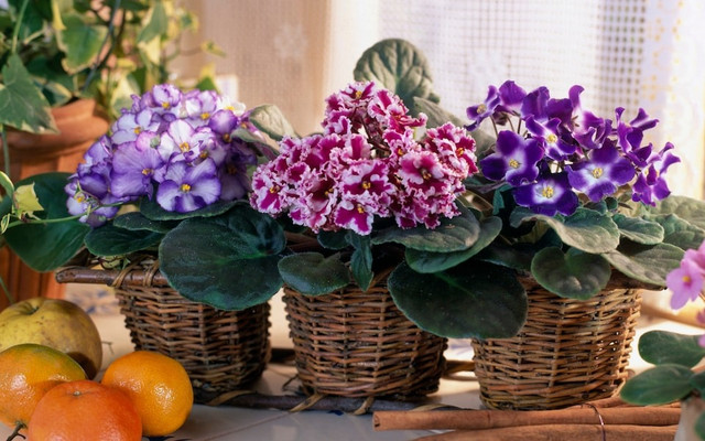 Cây cảnh nhỏ nhắn và quyến rũ, vẻ đẹp của tình yêu vĩnh cửu Cay canh nho nhan va quyen ru, ve dep cua tinh yeu vinh cuu