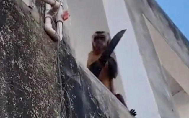 Khỉ đói ăn khua dao “khủng bố” ở Brazil Khi doi an khua dao “khung bo” o Brazil