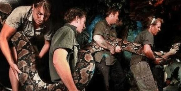 Sinh vật dài nhất thế giới không phải là rắn, chiều dài của nó có thể lên tới 55 mét - Hình 2 Sinh vat dai nhat the gioi khong phai la ran, chieu dai cua no co the len toi 55 met-Hinh-2