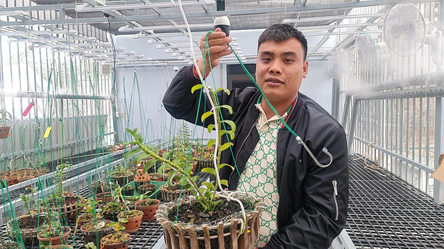 Chủ vườn nói gì về vụ giao dịch lan đột biến gần 300 tỷ đồng - Hình 2 Chu vuon noi gi ve vu giao dich lan dot bien gan 300 ty dong-Hinh-2