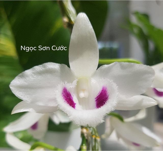 Nghi vấn quanh vụ mua bán lan var Ngọc Sơn Cước 250 tỷ ở Quảng Ninh - Hình 2 Nghi van quanh vu mua ban lan var Ngoc Son Cuoc 250 ty o Quang Ninh-Hinh-2