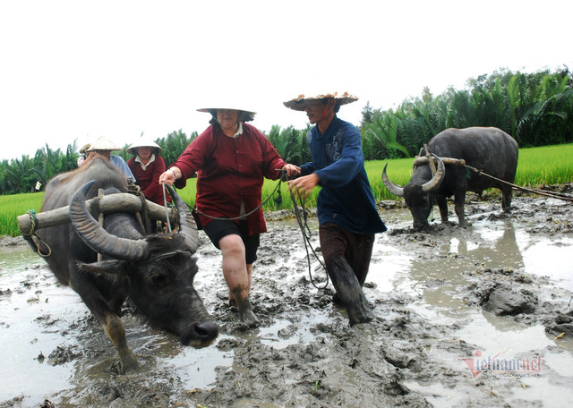 Rủ Tây ra đồng cưỡi trâu, dầm bùn phơi nắng... dân Hội An thu tiền đô - Hình 4 Ru Tay ra dong cuoi trau, dam bun phoi nang... dan Hoi An thu tien do-Hinh-4