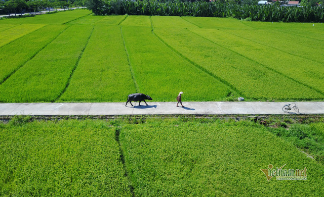 Rủ Tây ra đồng cưỡi trâu, dầm bùn phơi nắng... dân Hội An thu tiền đô Ru Tay ra dong cuoi trau, dam bun phoi nang... dan Hoi An thu tien do