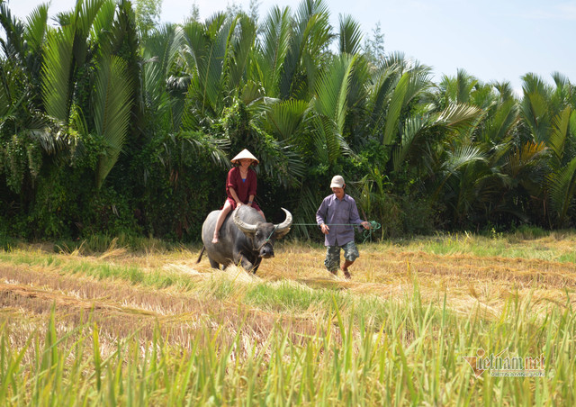 Rủ Tây ra đồng cưỡi trâu, dầm bùn phơi nắng... dân Hội An thu tiền đô - Hình 10 Ru Tay ra dong cuoi trau, dam bun phoi nang... dan Hoi An thu tien do-Hinh-10