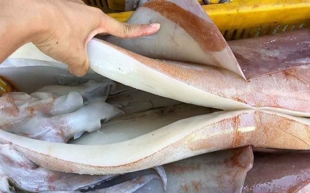Dân buôn tiết lộ bất ngờ về loại mực khổng lồ bán rẻ 55.000 đồng/kg đang gây 'sốt' - Hình 2 Dan buon tiet lo bat ngo ve loai muc khong lo ban re 55.000 dong/kg dang gay 'sot'-Hinh-2