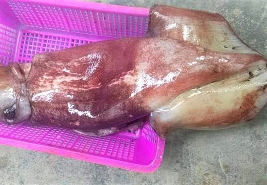 Dân buôn tiết lộ bất ngờ về loại mực khổng lồ bán rẻ 55.000 đồng/kg đang gây 'sốt' Dan buon tiet lo bat ngo ve loai muc khong lo ban re 55.000 dong/kg dang gay 'sot'