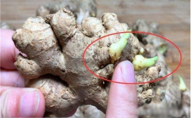 Đi chợ mua gừng cứ nhắm vào 3 điểm này, không lo thối hỏng Di cho mua gung cu nham vao 3 diem nay, khong lo thoi hong