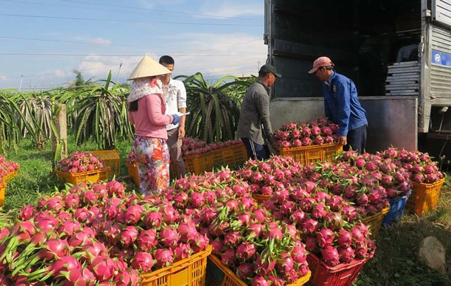 Siêu thực phẩm 650 nghìn/kg ở châu Âu, Việt Nam có 1,4 triệu tấn chỉ 3 nghìn/kg - Hình 2 Sieu thuc pham 650 nghin/kg o chau Au, Viet Nam co 1,4 trieu tan chi 3 nghin/kg-Hinh-2