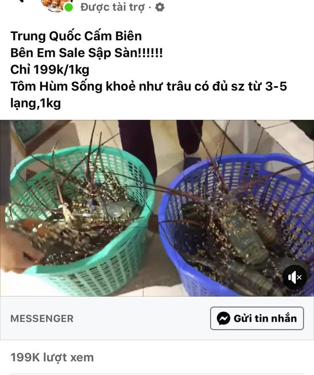 Tôm hùm "giải cứu" ồ ạt bán đầy chợ mạng, giá chưa đến 200.000 đồng/kg Tom hum