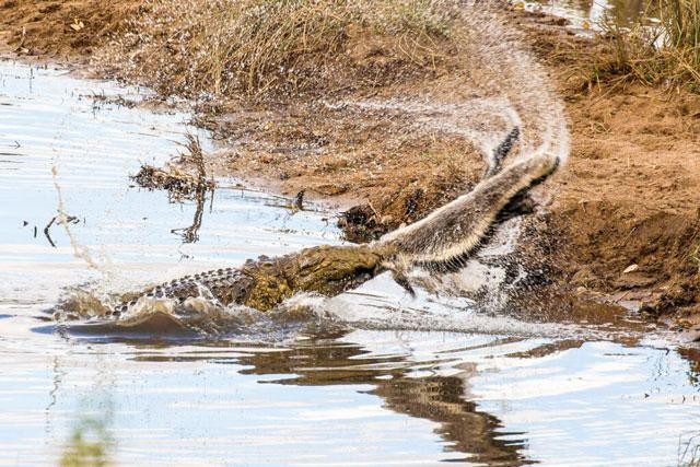Đụng phải sát thủ đầm lầy, ‘kẻ bố đời’ bị xé toạc thân - Hình 4 Dung phai sat thu dam lay, ‘ke bo doi’ bi xe toac than-Hinh-4